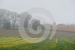 Autumn landscape with rapeseed field agriculture fields and bare trees