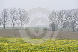 Autumn landscape with rapeseed field agriculture fields and bare trees