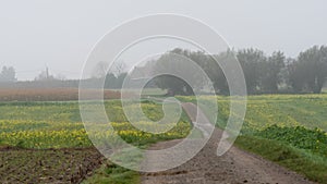 Autumn landscape with rapeseed fields, a soft path and bare trees