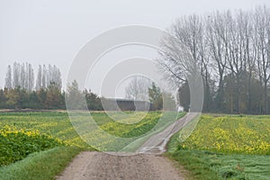 Autumn landscape with rapeseed fields, a soft path and bare trees