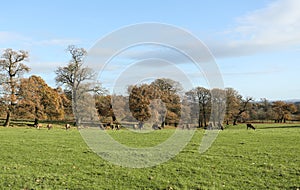An autumn landscape of Red Deer grazing in a field in front of a wooded area of Oak trees at Woburn, Uk