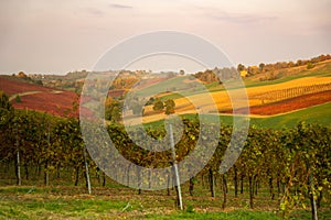 Autumn landscape, red vineyards in Castelvetro di Modena, Italy