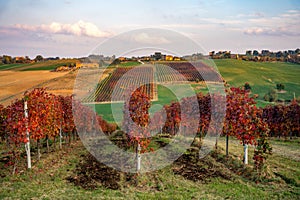 Autumn landscape, red vineyards in Castelvetro di Modena, Italy