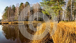 Autumn landscape on the river Bank with forest and reeds Russia, the Urals,