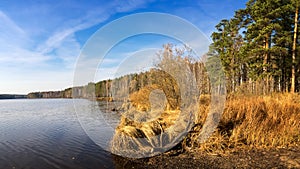 Autumn landscape on the river Bank with forest and reeds Russia, the Urals,