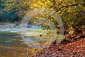 Autumn landscape of river and forest