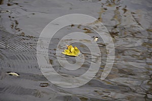 Autumn landscape on the river. Nature, beauty, wallpaper, graphics, river, leaf fall