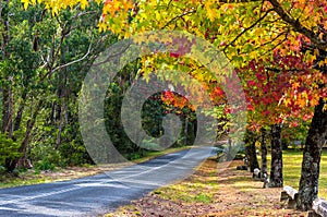 Autumn landscape road with colorful trees