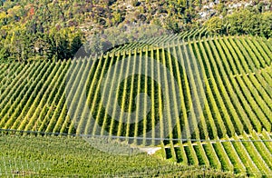 Autumn Landscape of rows green vineyard