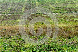 autumn landscape. rural field of unusual color. natural agronomy