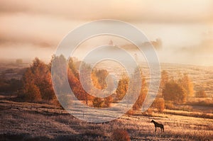 Autumn landscape in Russia. Morning nature