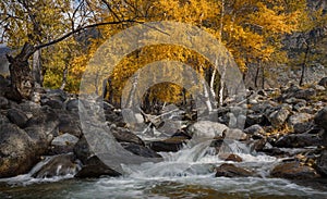 Autumn Landscape With Several Yellow Birches And Cold Creek. Autumn Mountain Landscape With River And Birch. Birch On The Bank Of