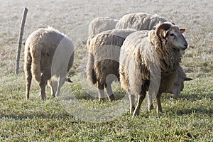 Podzimní krajina s ovečkami