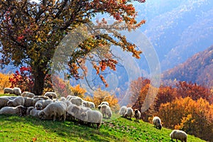 Autumn landscape, sheep, shepard dog