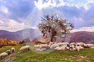 Autumn landscape, sheep, shepard dog