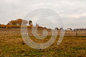 Autumn landscape with sheeps