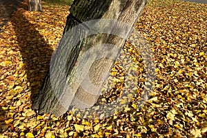 Autumn landscape. Side view of carpet of yellow maple leaves around an old tree with shadow, close up