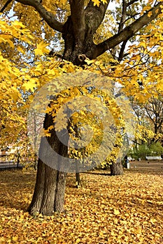 Autumn landscape. Side view of carpet of yellow maple leaves around an old trees in park on sunny day, close up