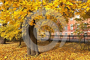 Autumn landscape. Side view of carpet of yellow maple leaves around an old trees in park on sunny day, close up