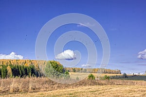 Autumn landscape sloping meadow on a background of forest and mountains