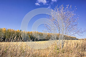 Autumn landscape sloping meadow on a background of forest and mountains