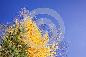 Autumn landscape sloping meadow on a background of forest and mountains