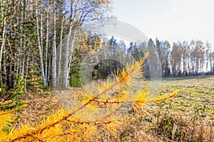 Autumn landscape sloping meadow on a background of forest and mountains