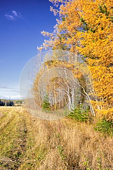 Autumn landscape sloping meadow on a background of forest and mountains