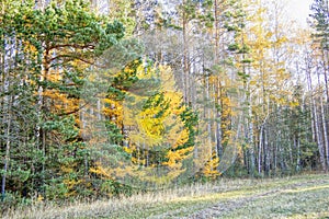 Autumn landscape sloping meadow on a background of forest and mountains