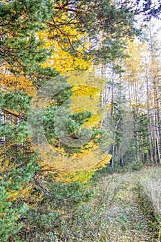 Autumn landscape sloping meadow on a background of forest and mountains