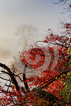 Autumn landscape. Small forest river