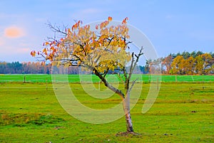 Autumn landscape with a solitair sakura on horse farm