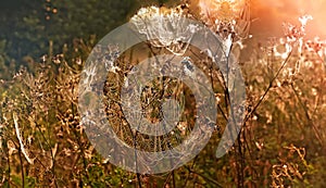 Autumn landscape with a spider web covered with drops of dew at sunset.