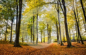 Autumn Landscape in Staffordshire, England