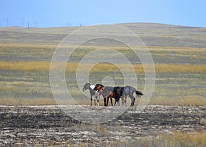 Autumn landscape, steppe with mountains. prairie, veld, veldt. a