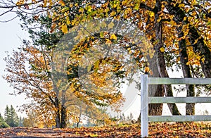 Autumn landscape of sunlit foliage of trees behind fence on the