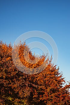 Autumn landscape on sunny day