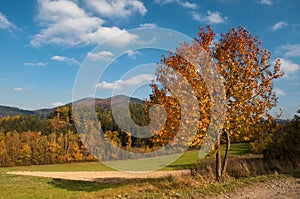 Autumn landscape in a sunny day