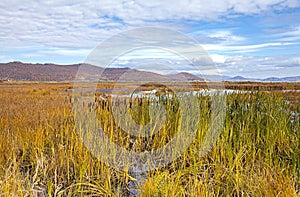 Autumn landscape in the swamp