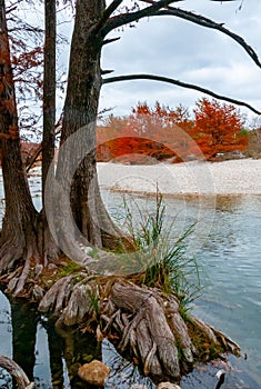 Autumn landscape. Swamp cypress and other trees with yellow foliage along the riverbank. Texas, Garner State Park, USA