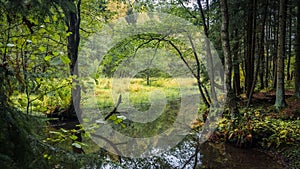 Autumn landscape swamp. Swampy places near lake