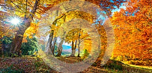 Autumn landscape - tall forest golden trees with sunlight, panoramic