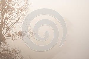Autumn landscape with thick fog and branches of trees in the city park at sunrise