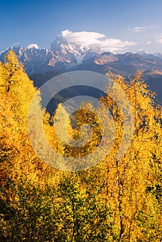 Autumn Landscape with birch forest and mountain peak Ushba