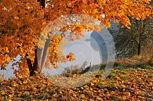 Autumn landscape with a tree, colorful foliage, fall leaves, bright colors, selective focus, low angle.