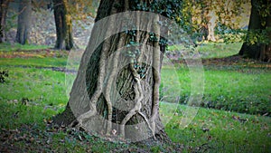 Autumn landscape with a tree on which amazing relief patterns