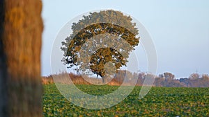 The autumn landscape The tree is yellowed leaves