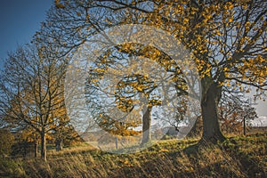 Autumn Landscape with trees and falling leafs in Scotland