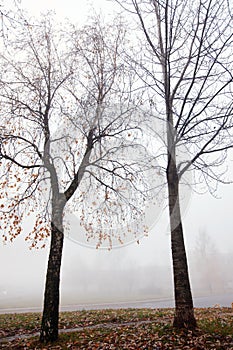 Autumn landscape with trees in the fog