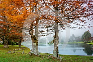 Autumn landscape with trees and lake in Gramado, rio Grande do Sul, Brazil